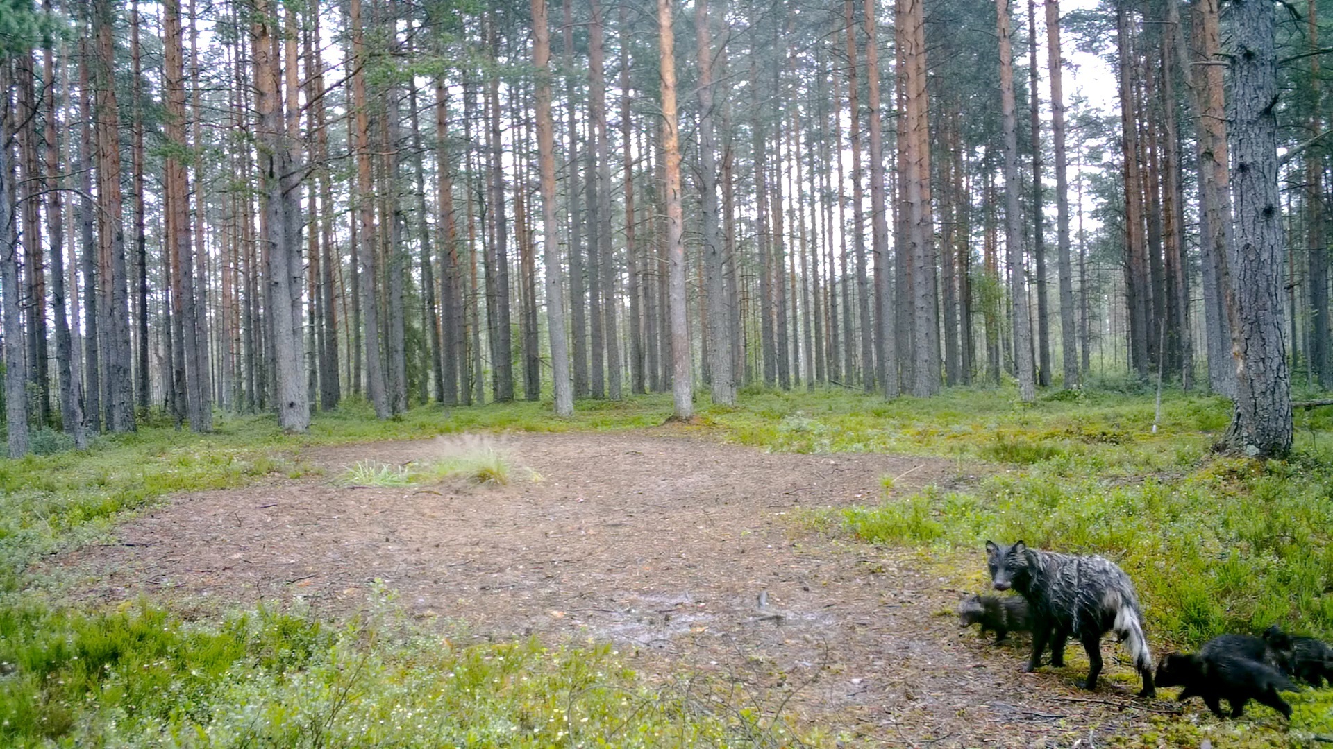 There are FIVE more bird dogs near St. Petersburg. Parents are delighted - My, Pavel Glazkov, Leningrad region, The nature of Russia, Raccoon dog, Photo hunting, Video, Video VK, Longpost