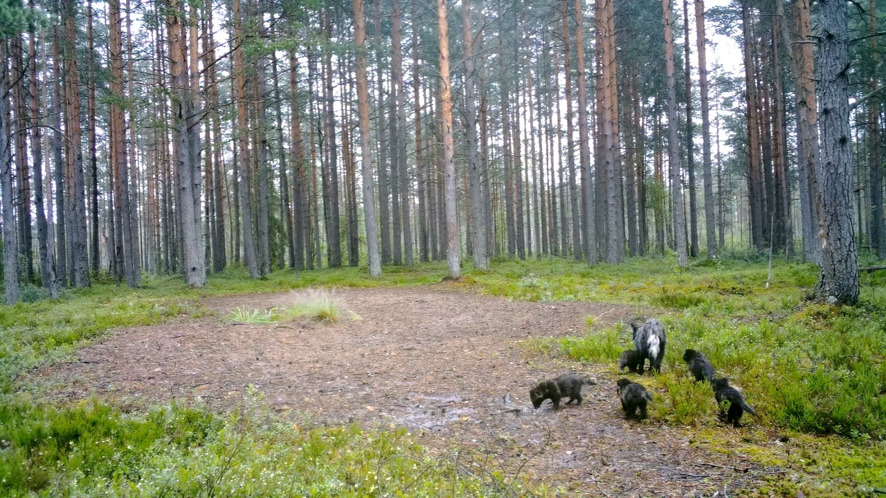 There are FIVE more bird dogs near St. Petersburg. Parents are delighted - My, Pavel Glazkov, Leningrad region, The nature of Russia, Raccoon dog, Photo hunting, Video, Video VK, Longpost