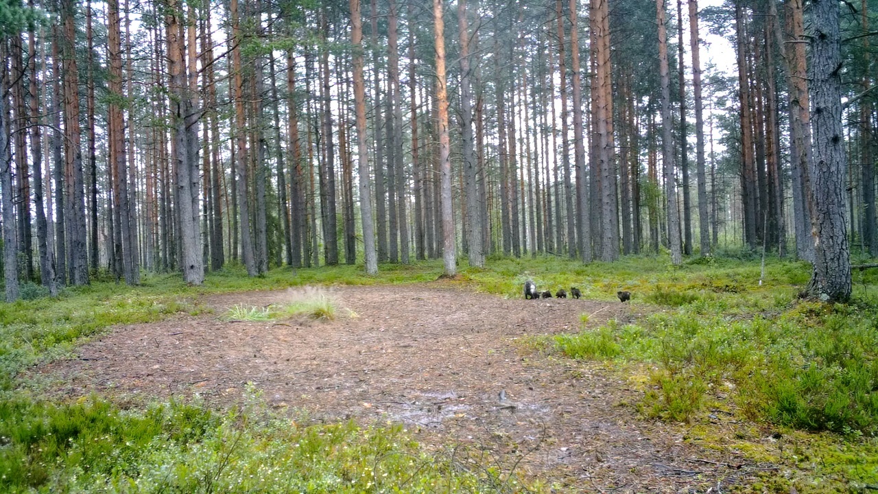 There are FIVE more bird dogs near St. Petersburg. Parents are delighted - My, Pavel Glazkov, Leningrad region, The nature of Russia, Raccoon dog, Photo hunting, Video, Video VK, Longpost