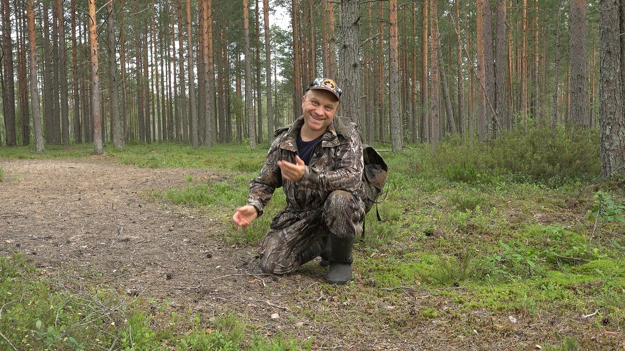 There are FIVE more bird dogs near St. Petersburg. Parents are delighted - My, Pavel Glazkov, Leningrad region, The nature of Russia, Raccoon dog, Photo hunting, Video, Video VK, Longpost