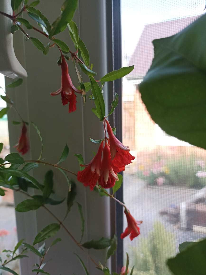 Pomegranate blooms - My, Houseplants, Garnet, Growing, Фрукты, Longpost