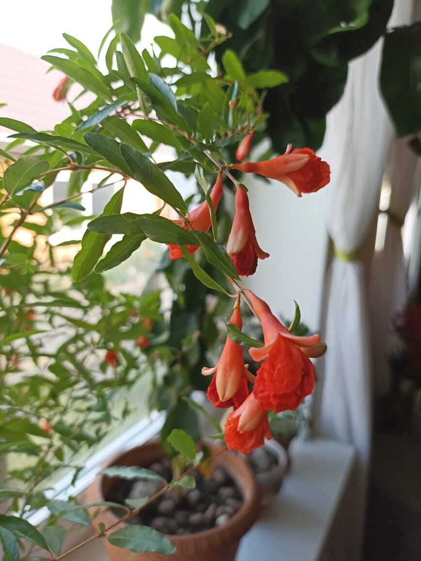 Pomegranate blooms - My, Houseplants, Garnet, Growing, Фрукты, Longpost