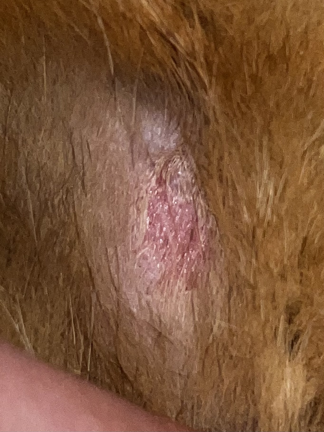 Update on cat itching - My, Helping animals, Itch, cat, Allergy, Wound, Treatment, Veterinary, Vet, Vet clinic, Update, British cat, Help, Doctors need help, Longpost