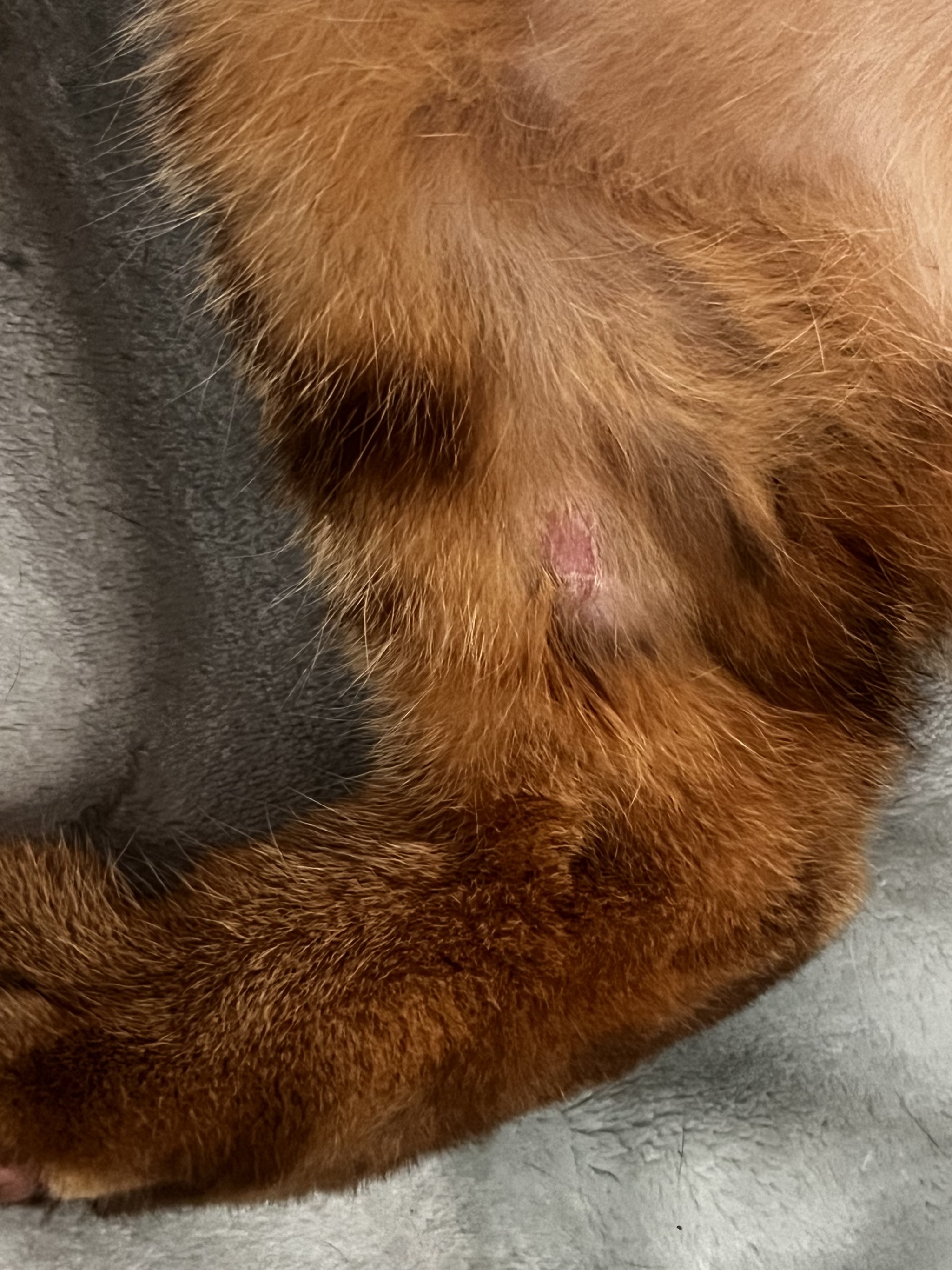 Update on cat itching - My, Helping animals, Itch, cat, Allergy, Wound, Treatment, Veterinary, Vet, Vet clinic, Update, British cat, Help, Doctors need help, Longpost