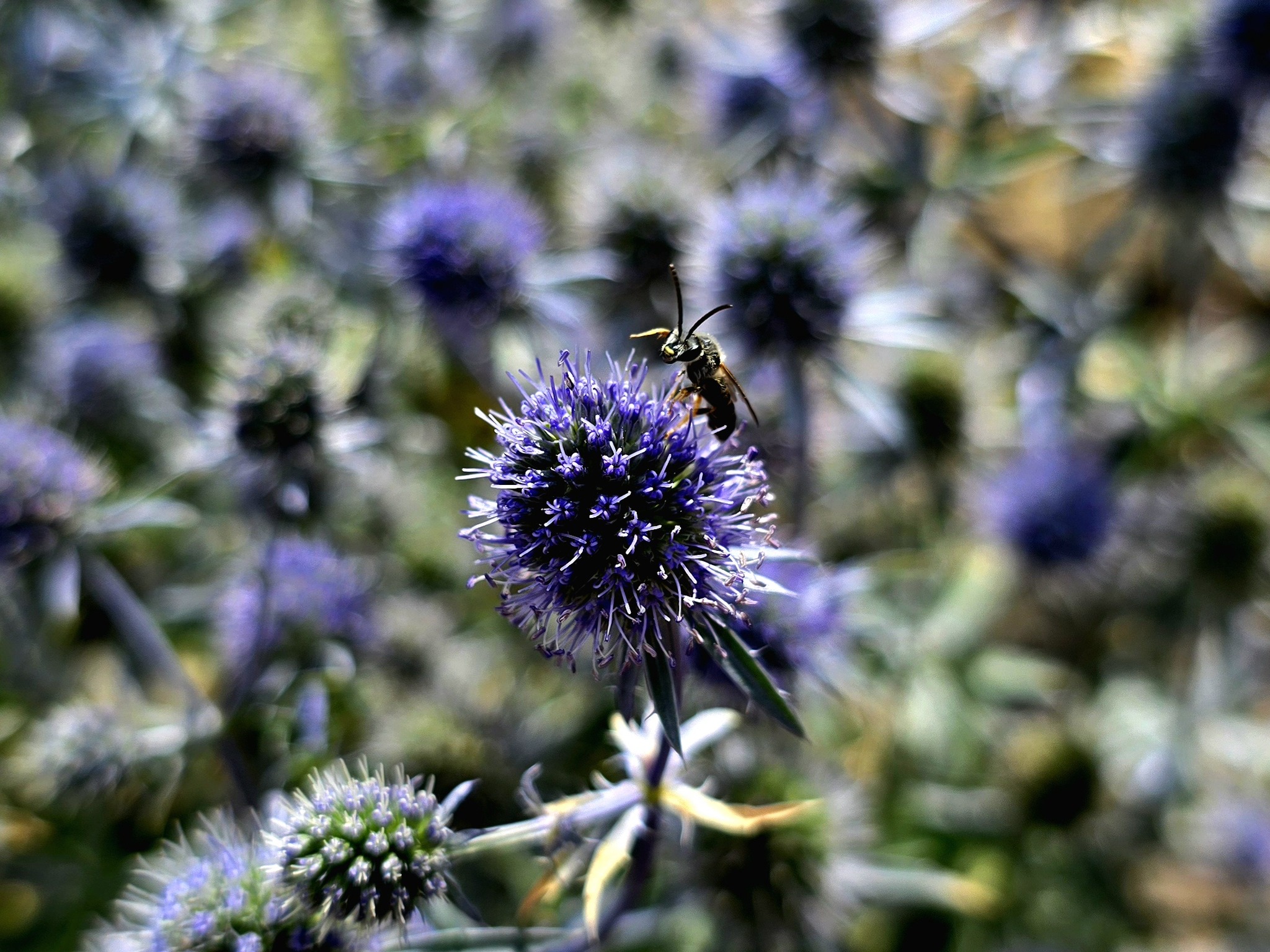 Tradition: go to the Botanical Garden on your day off - My, Mobile photography, The photo, Saint Petersburg, Plants, Flowers, Botanical Garden, Longpost