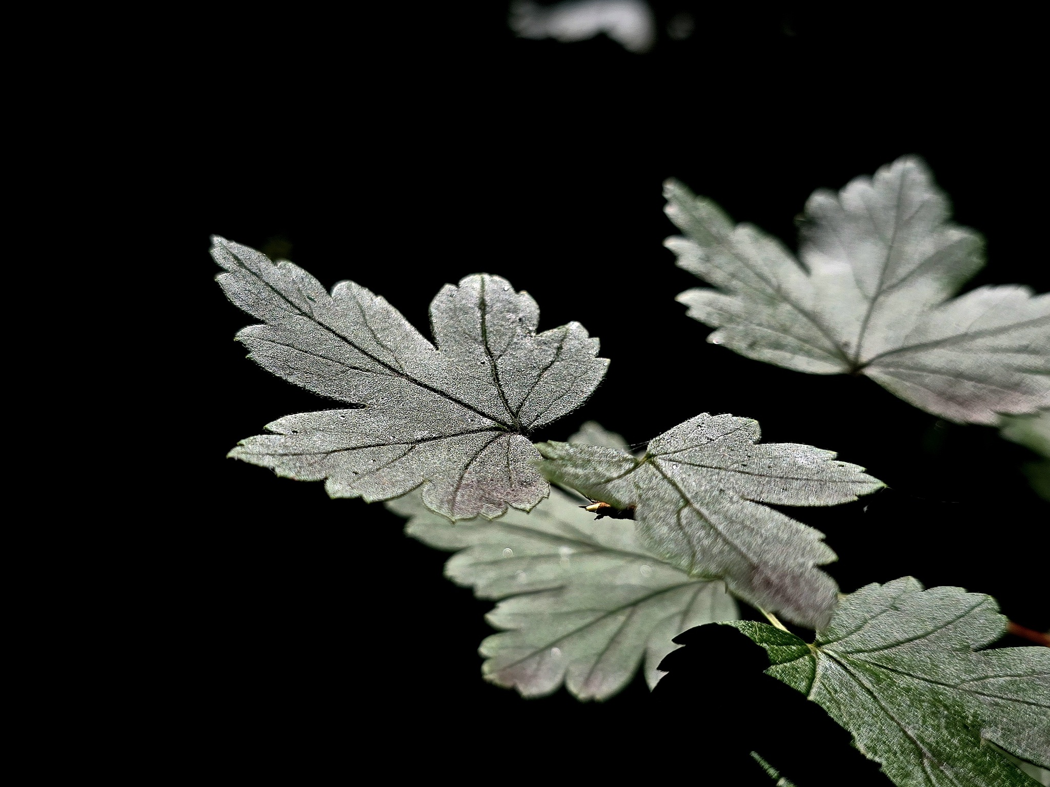 Tradition: go to the Botanical Garden on your day off - My, Mobile photography, The photo, Saint Petersburg, Plants, Flowers, Botanical Garden, Longpost