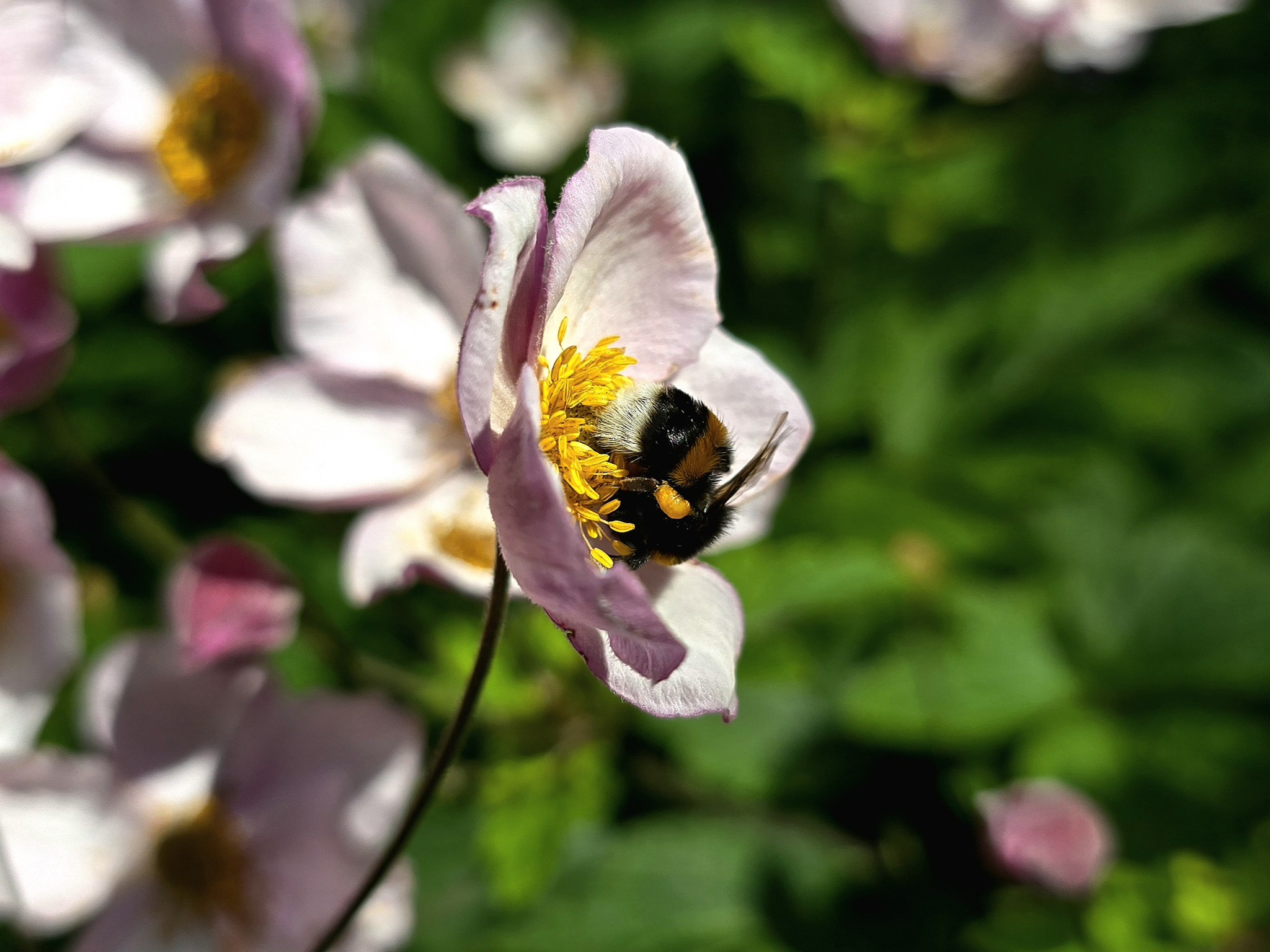 Tradition: go to the Botanical Garden on your day off - My, Mobile photography, The photo, Saint Petersburg, Plants, Flowers, Botanical Garden, Longpost