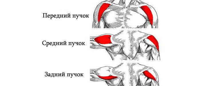 Плечи и как их качать Ч.1 - Тренировка, Тренажерный зал, ЗОЖ, Спортивные советы, Диета, Упражнения, Спортзал, Тренер, Фитнес, Бодибилдинг, Правильное питание, Питание, Бодибилдеры, Похудение, Длиннопост