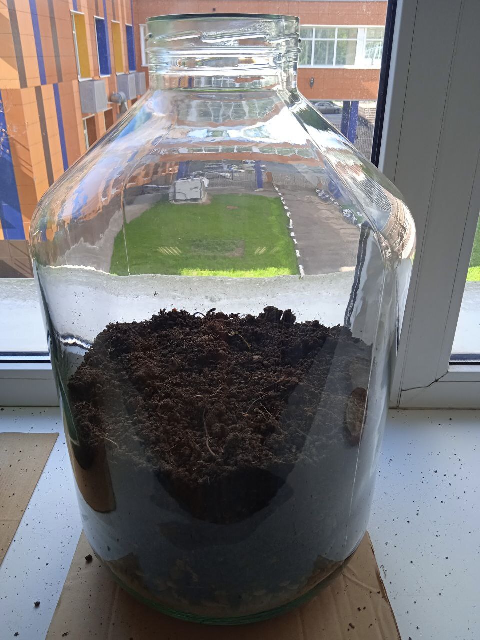 Battle of plants in a bottle: start of the second florarium, who will win this time - place bets! - My, Plants, Biology, Experiment, Closed ecosystem, Evolution, Competitions, Ecology, Botany, Longpost