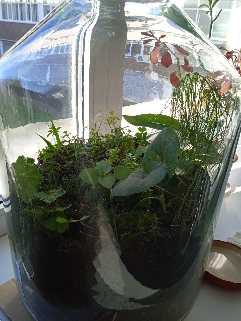 Battle of plants in a bottle: start of the second florarium, who will win this time - place bets! - My, Plants, Biology, Experiment, Closed ecosystem, Evolution, Competitions, Ecology, Botany, Longpost