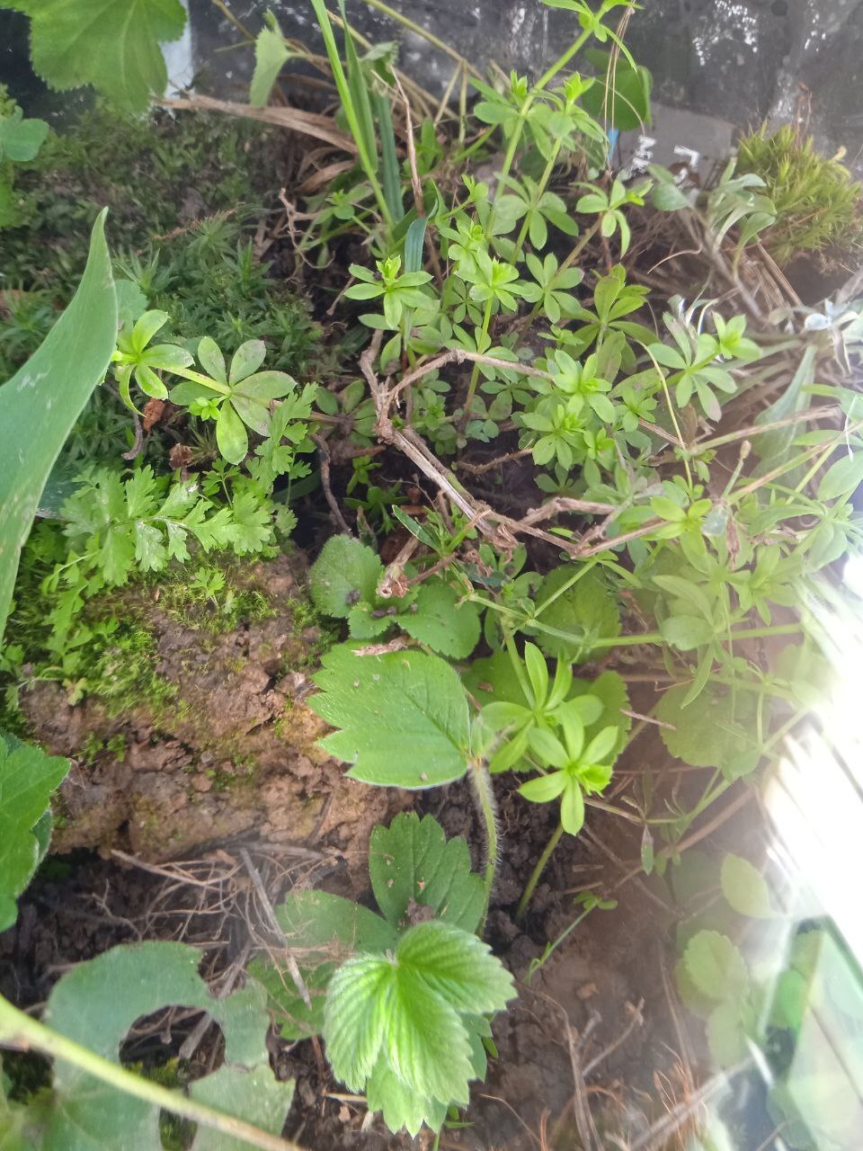 Battle of plants in a bottle: start of the second florarium, who will win this time - place bets! - My, Plants, Biology, Experiment, Closed ecosystem, Evolution, Competitions, Ecology, Botany, Longpost