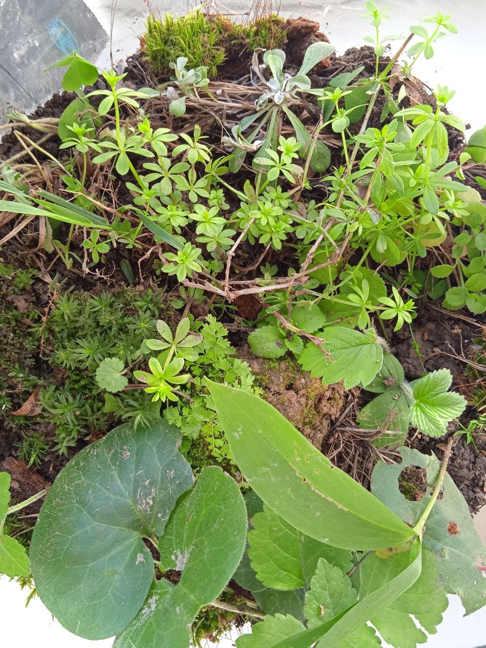 Battle of plants in a bottle: start of the second florarium, who will win this time - place bets! - My, Plants, Biology, Experiment, Closed ecosystem, Evolution, Competitions, Ecology, Botany, Longpost