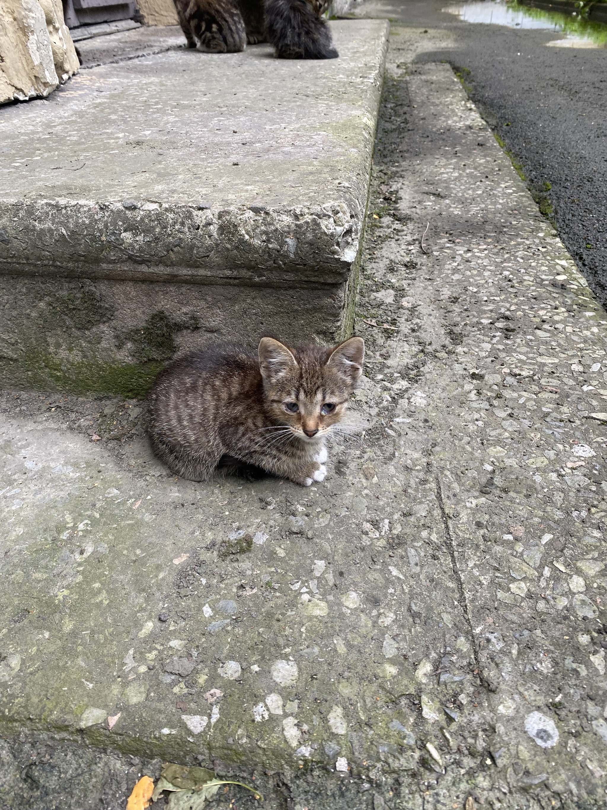 St. Petersburg Kitten without a paw, needs help or a home. Help the baby. Savushkina, 24 - My, Helping animals, Animal Rescue, Saint Petersburg, Overexposure, Vet, Primorsky District, Longpost, Homeless animals, In good hands, cat