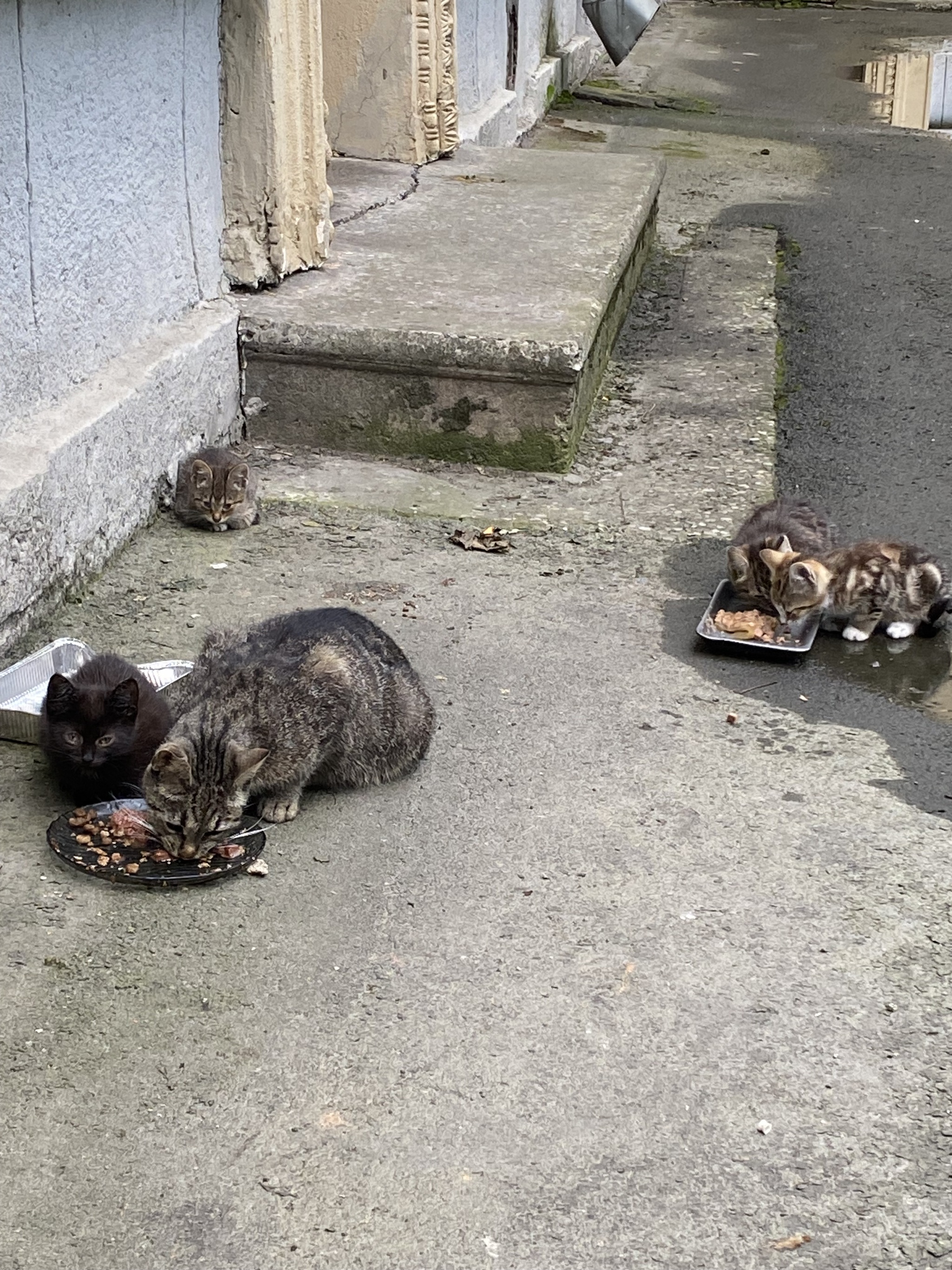 St. Petersburg Kitten without a paw, needs help or a home. Help the baby. Savushkina, 24 - My, Helping animals, Animal Rescue, Saint Petersburg, Overexposure, Vet, Primorsky District, Longpost, Homeless animals, In good hands, cat