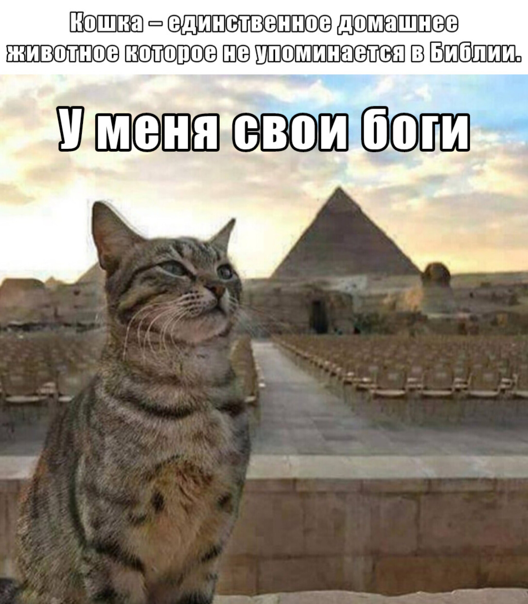 Котик - Моё, Жизнь, Картинка с текстом, Юмор, Картинки, Мемы, Кот