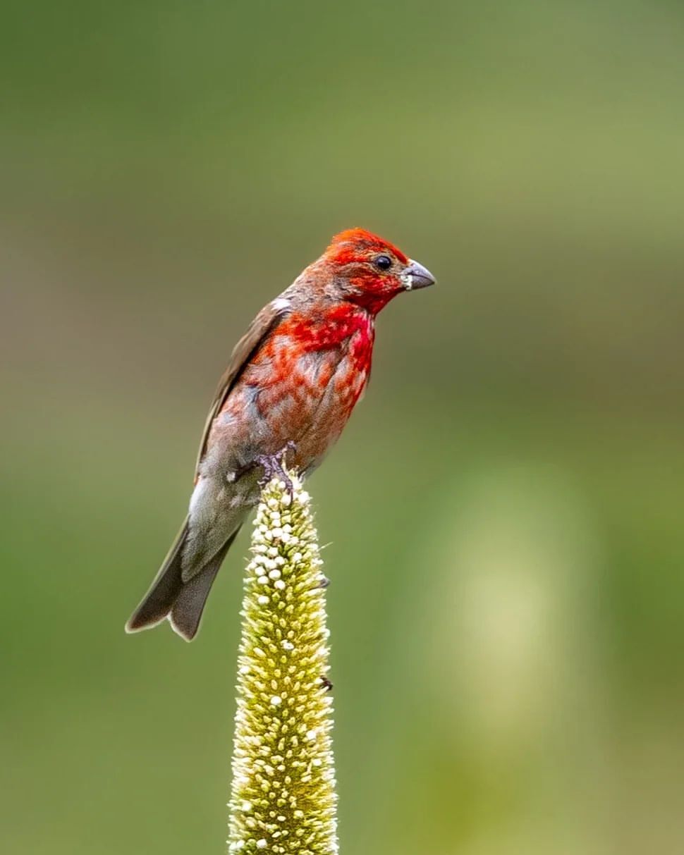 Common lentils - Lentil, Passeriformes, Birds, Wild animals, wildlife, India, The photo, Longpost