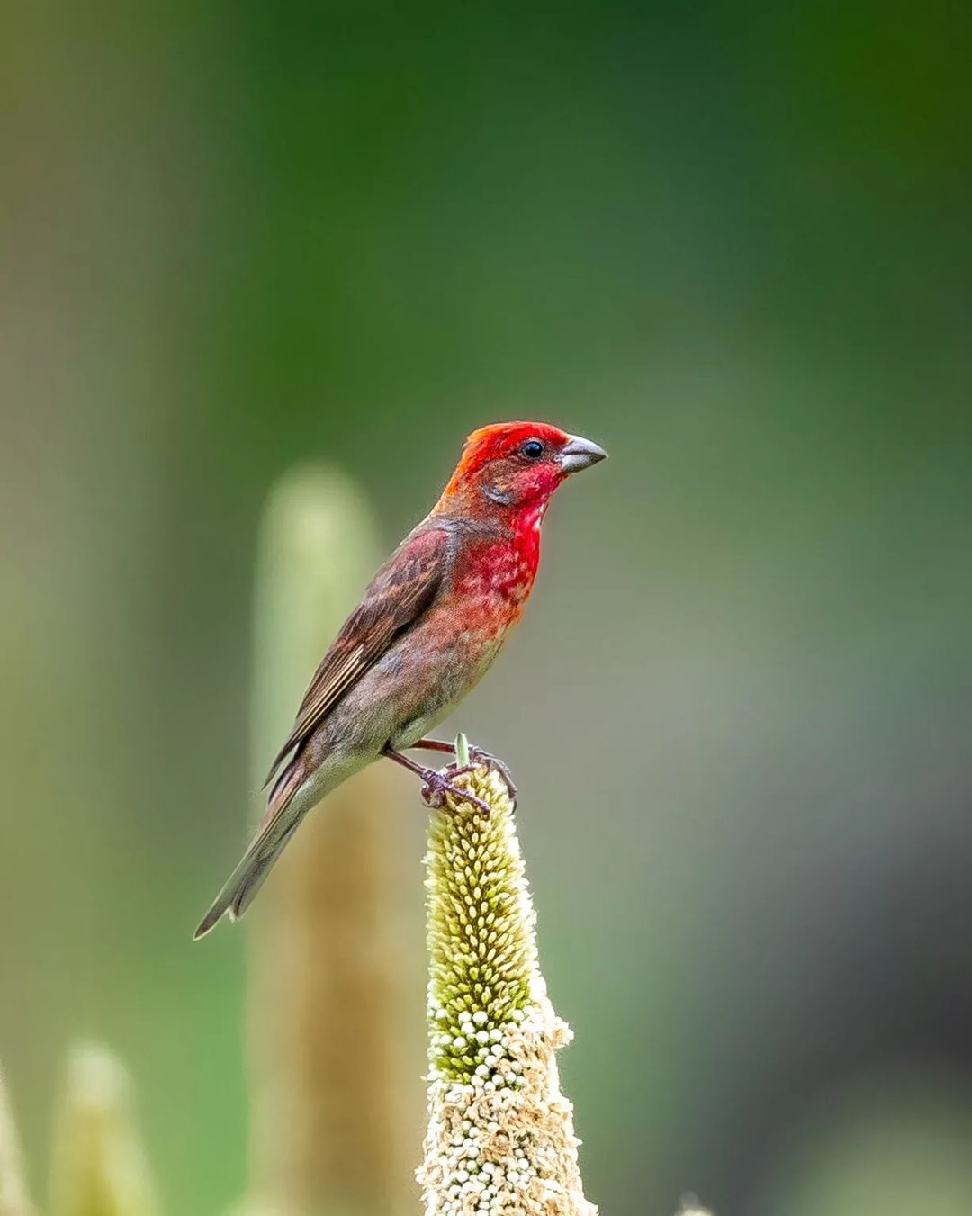 Common lentils - Lentil, Passeriformes, Birds, Wild animals, wildlife, India, The photo, Longpost