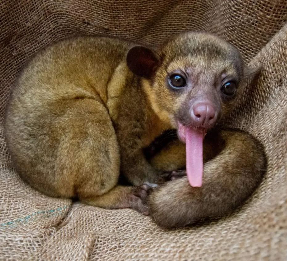 Baby kinkajou - Potto, Young, Predatory animals, Wild animals, Zoo, The photo, Longpost