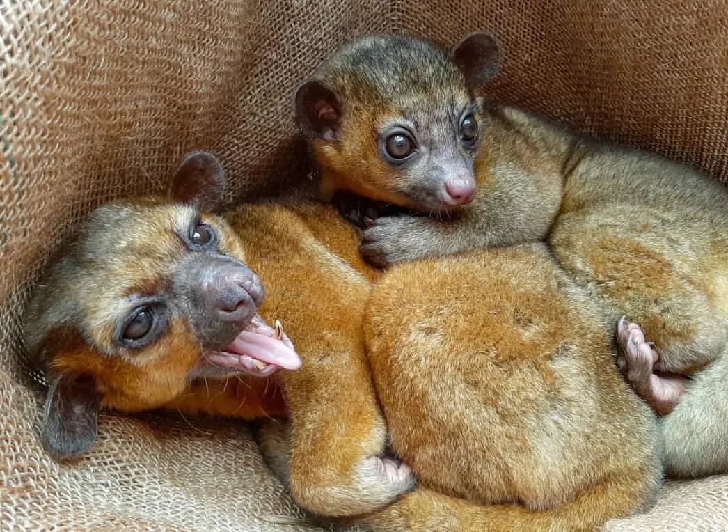 Baby kinkajou - Potto, Young, Predatory animals, Wild animals, Zoo, The photo, Longpost