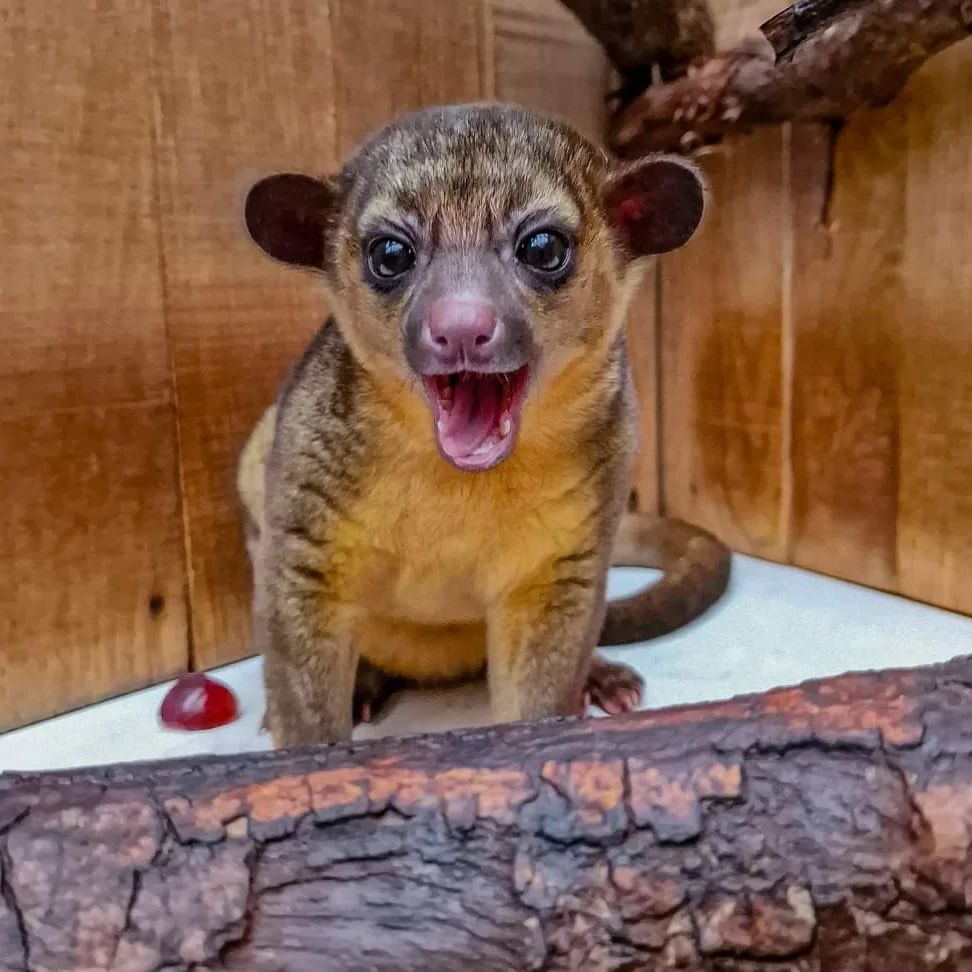 Baby kinkajou - Potto, Young, Predatory animals, Wild animals, Zoo, The photo, Longpost