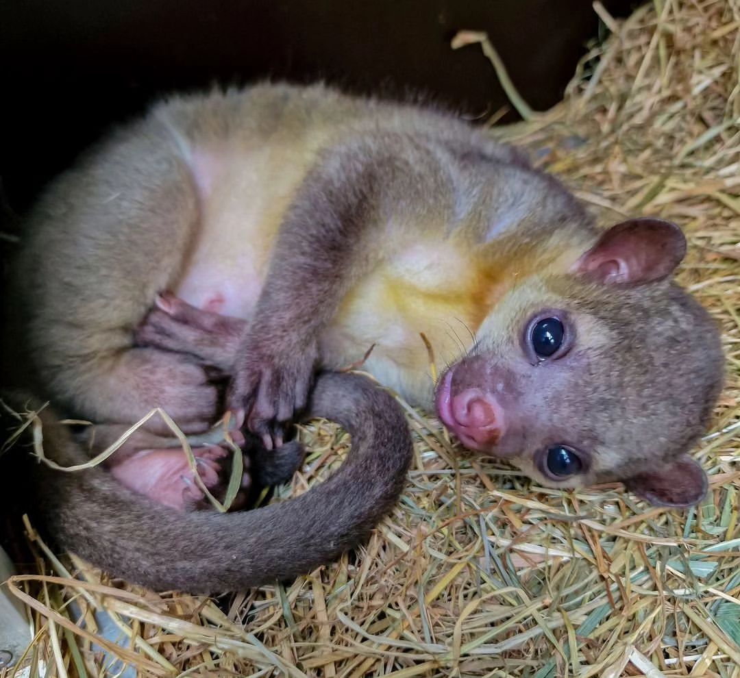 Baby kinkajou - Potto, Young, Predatory animals, Wild animals, Zoo, The photo, Longpost