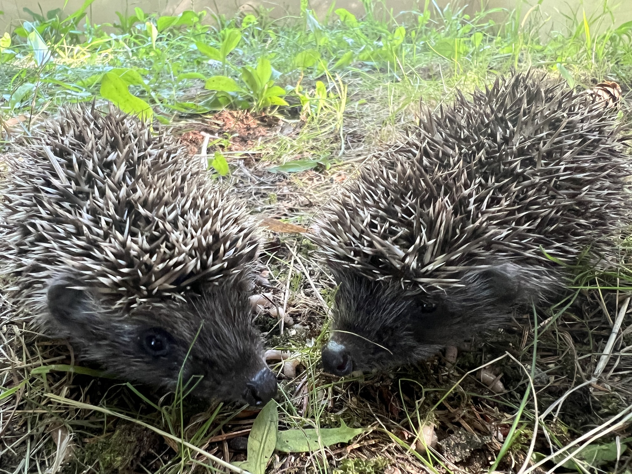 Hedgehogs in the house, part 13 - My, Pets, Life stories, Hedgehog, Animal Rescue, Video, Longpost