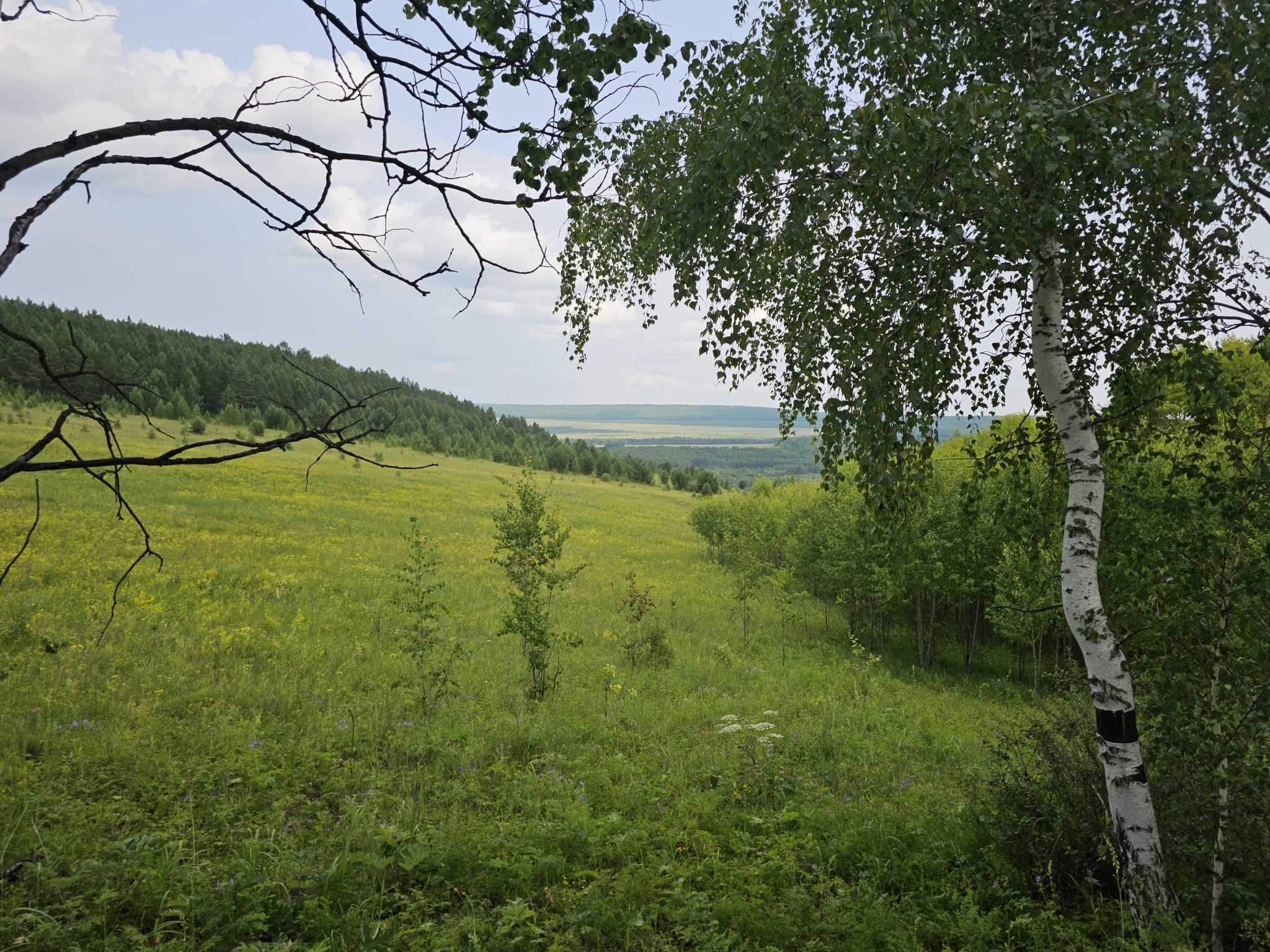 Summer green - My, Summer, Forest, Mobile photography, Longpost