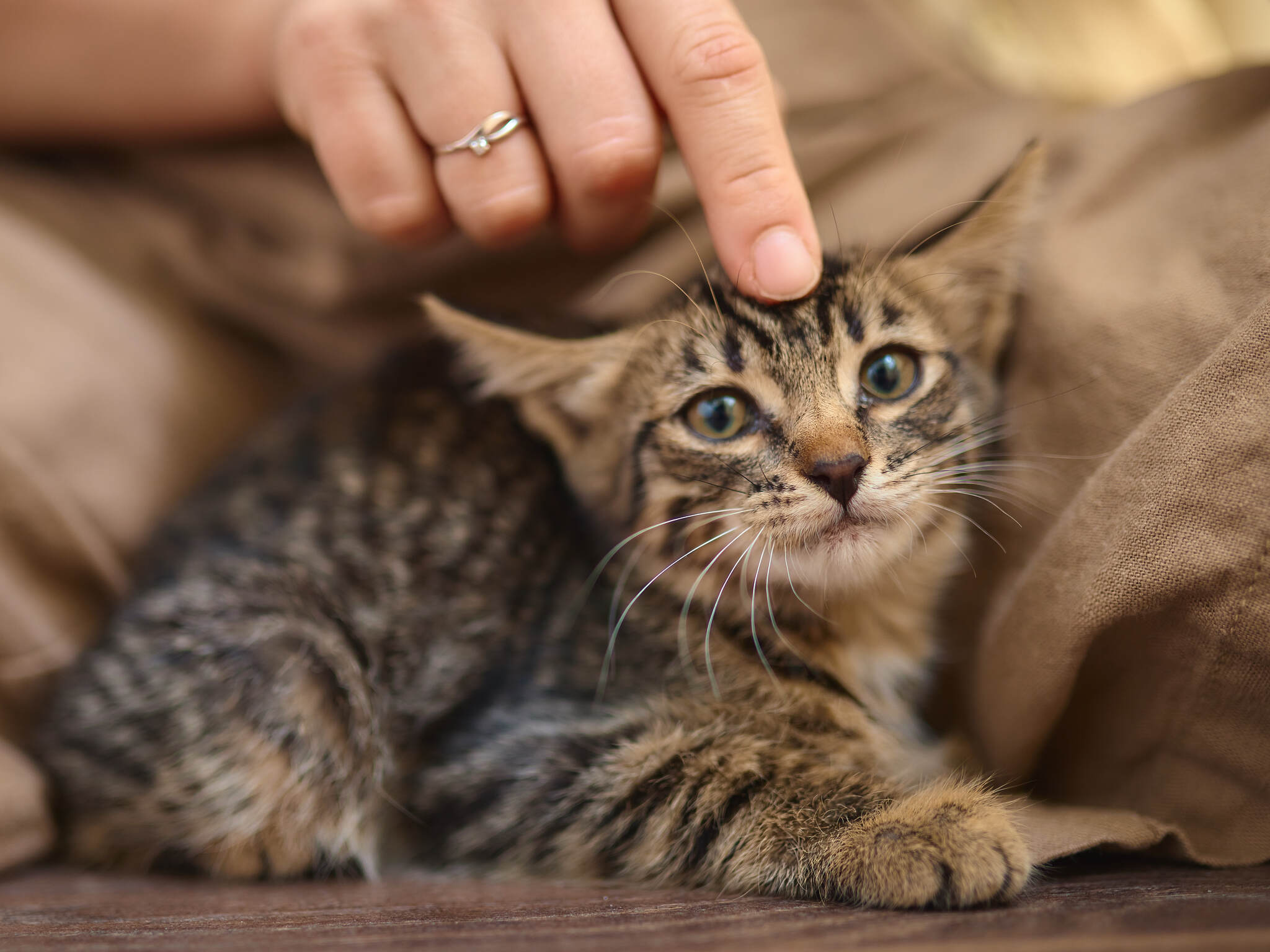 Котенок ищет дом в Челябинске - Моё, В добрые руки, Кот, Длиннопост