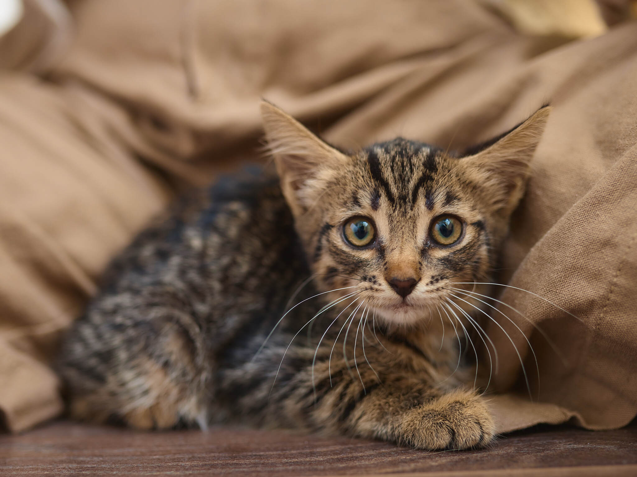 Котенок ищет дом в Челябинске - Моё, В добрые руки, Кот, Длиннопост