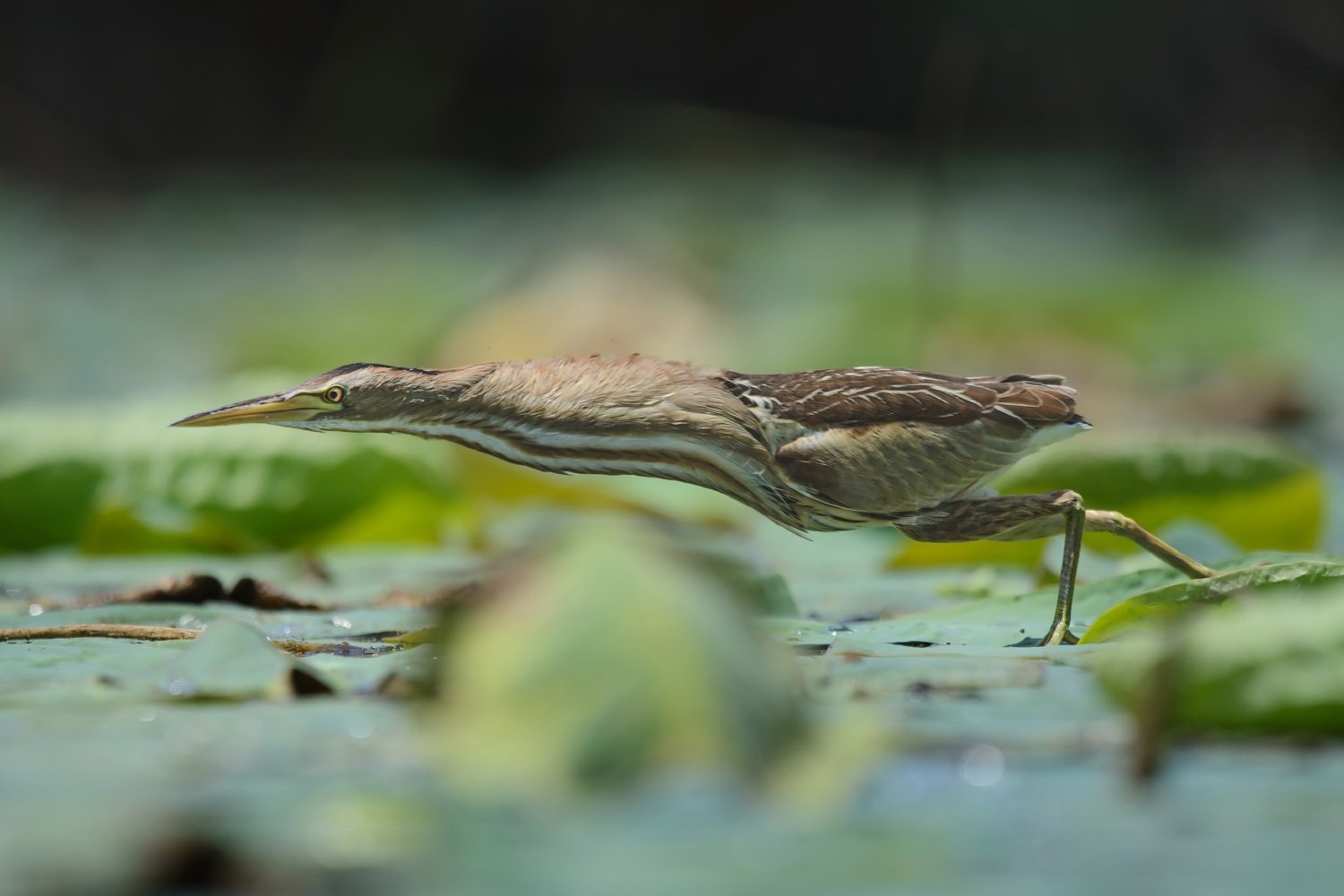 3...2...1 left before acceleration - Bittern, Birds, River, wildlife, The photo