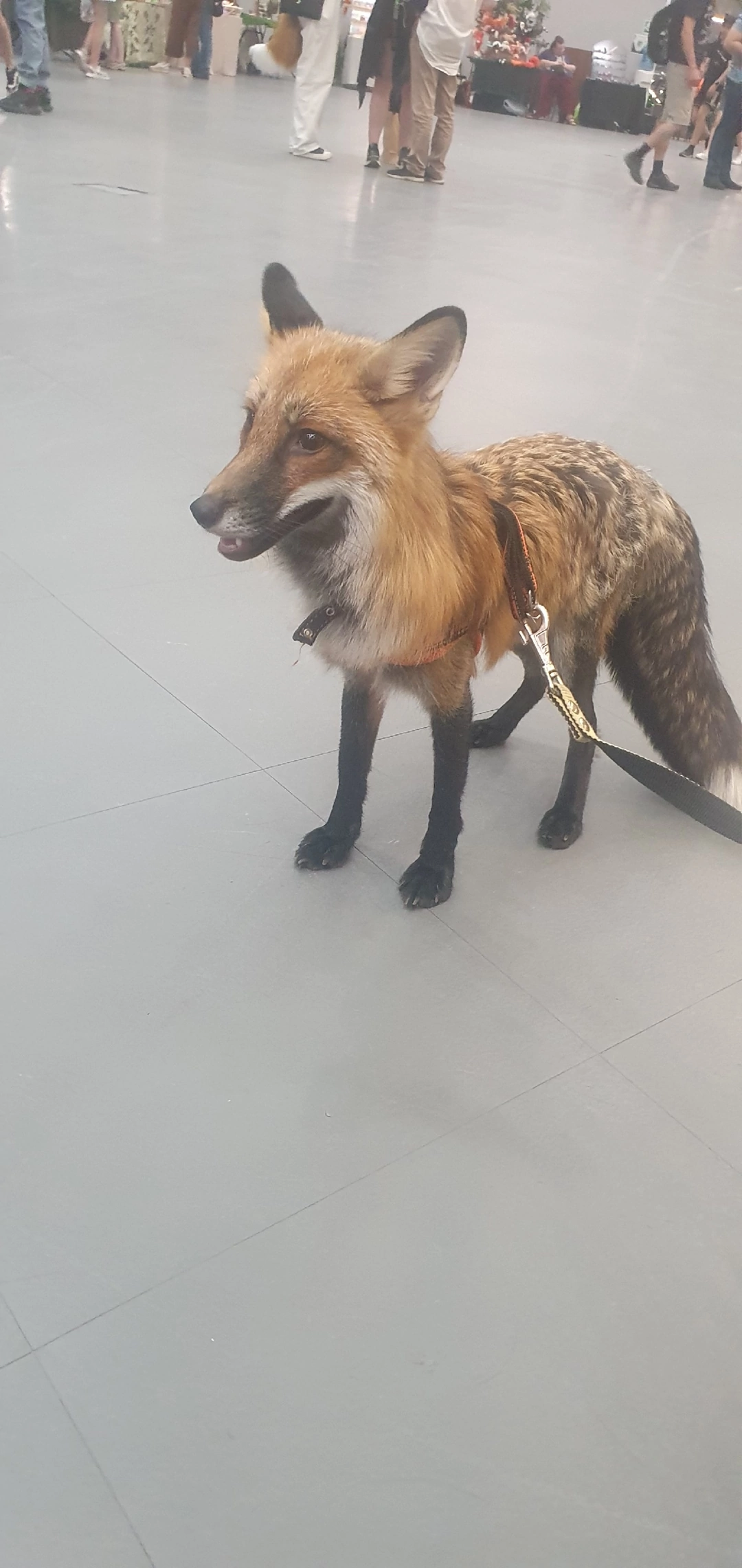 I'm looking for a fox - My, The rescue, Lost, Longpost, No rating, Domestic fox, Death, Fox