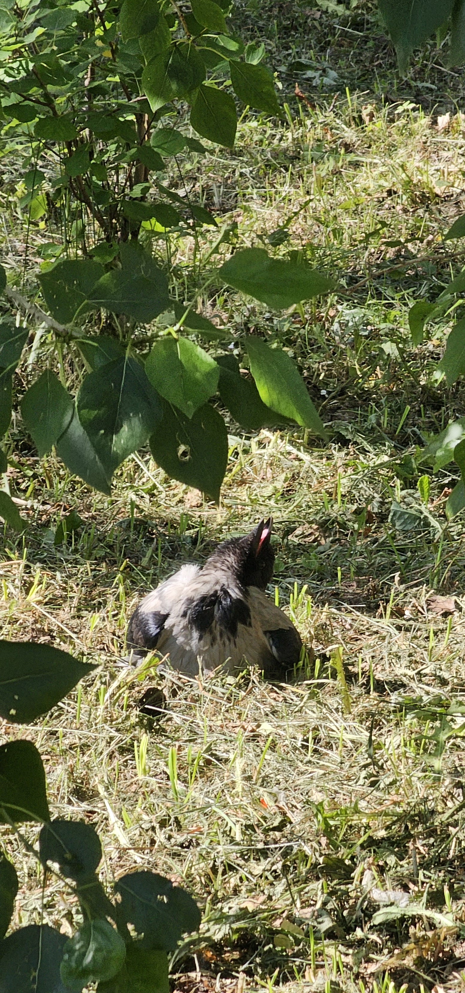 Crow under the salts - My, Salt, Salt, Salt, Crow, Grey Crow, Humor, Funny animals, Birds, Bird watching, Longpost