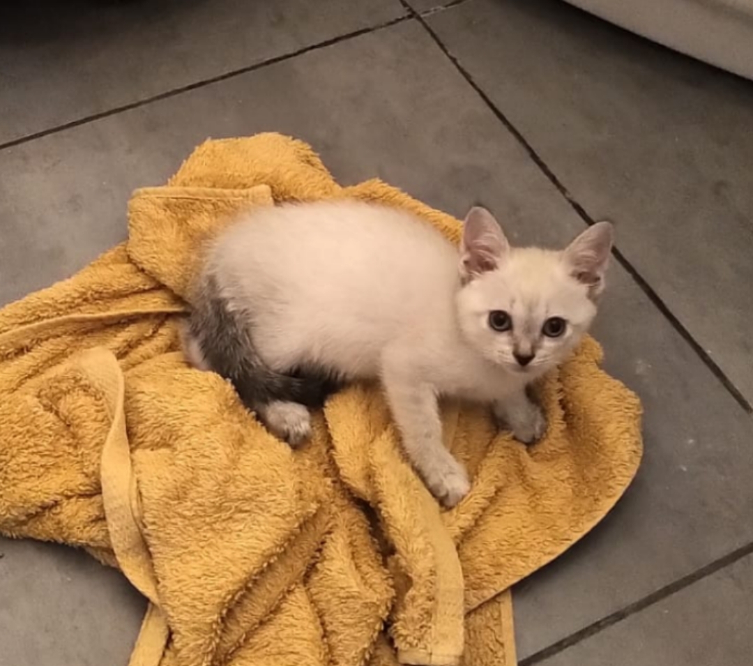 Little girl looking for a reliable family - My, Kittens, Thai cat, In good hands, Moscow, Helping animals, Animal Rescue, Small cats, Volunteering, Pets, Fluffy, Kindness, No rating, Video, Video VK, Longpost, cat