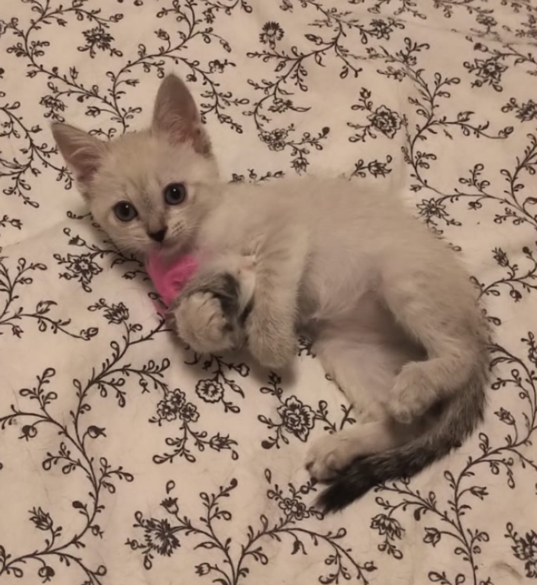 Little girl looking for a reliable family - My, Kittens, Thai cat, In good hands, Moscow, Helping animals, Animal Rescue, Small cats, Volunteering, Pets, Fluffy, Kindness, No rating, Video, Video VK, Longpost, cat