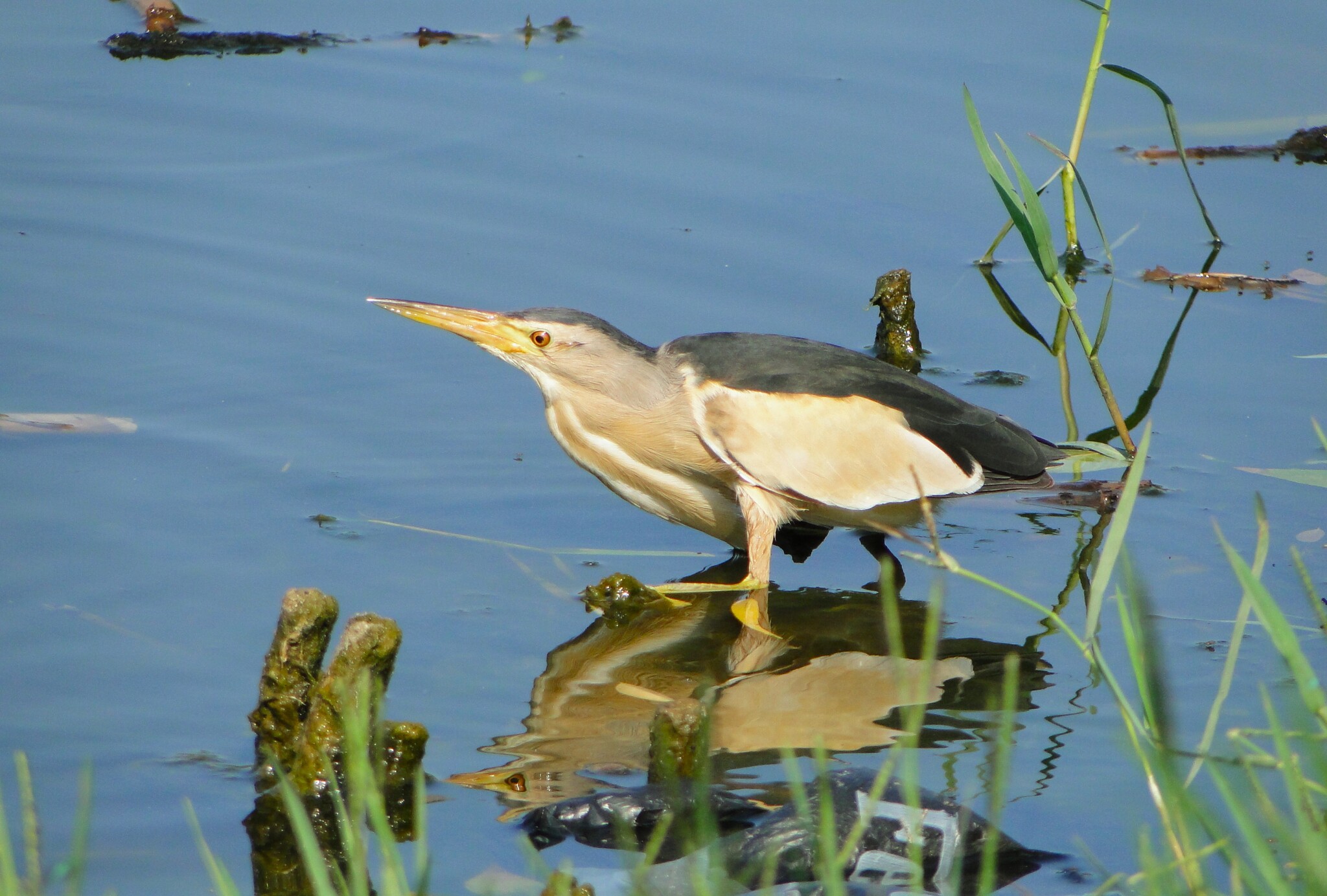 Little bittern on the hunt - My, The photo, Nature, Bittern, Birds, Pond, Summer, The park