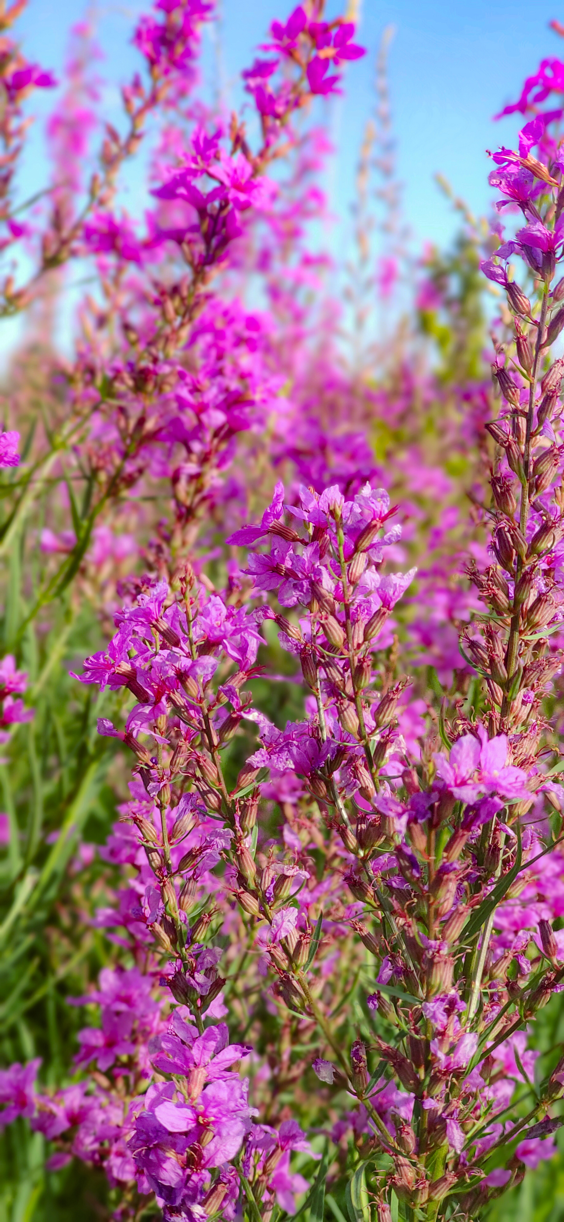 Wildflowers - Wildflowers, Flowers, Field, Longpost, The photo