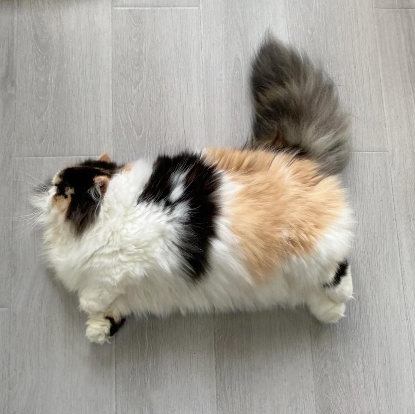 Cat of the day - cat, Paws, Fluffy, The photo, Obesity, Fat cats