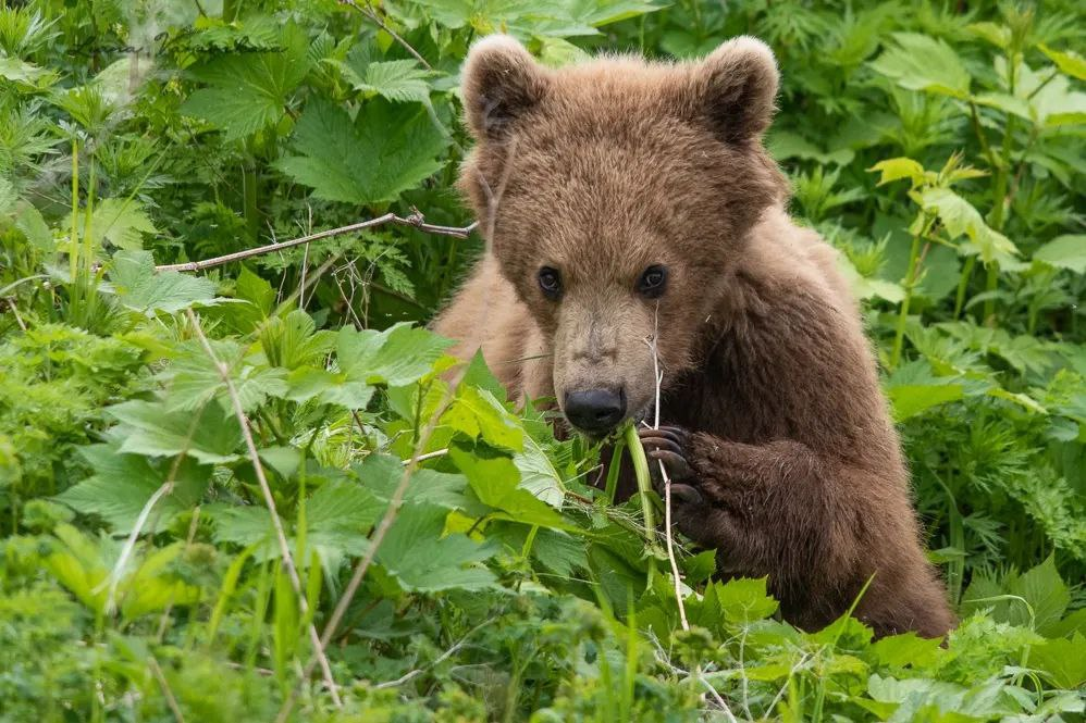 Медвежья жизнь - Бурые медведи, Медвежата, Дикие животные, Дикая природа, Медведи, Кроноцкий заповедник, Камчатка, Лиана Варавская, Питание, Фотография, Telegram (ссылка), Длиннопост