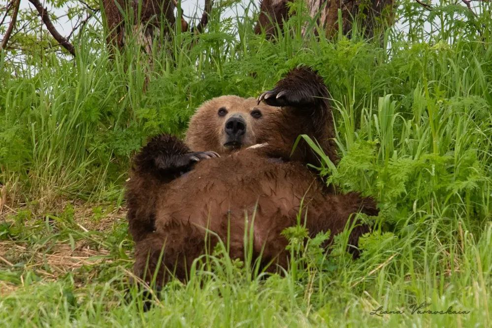 A bear's life - Brown bears, Teddy bears, Wild animals, wildlife, The Bears, Kronotsky Reserve, Kamchatka, Liana of Baraba, Nutrition, The photo, Telegram (link), Longpost