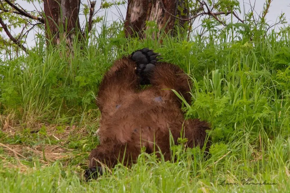 A bear's life - Brown bears, Teddy bears, Wild animals, wildlife, The Bears, Kronotsky Reserve, Kamchatka, Liana of Baraba, Nutrition, The photo, Telegram (link), Longpost