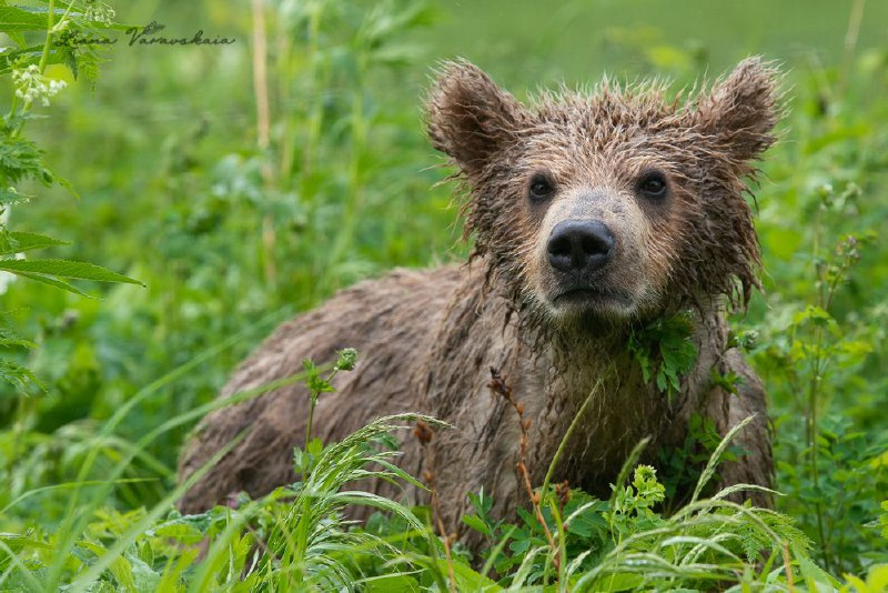 A bear's life - Brown bears, Teddy bears, Wild animals, wildlife, The Bears, Kronotsky Reserve, Kamchatka, Liana of Baraba, Nutrition, The photo, Telegram (link), Longpost