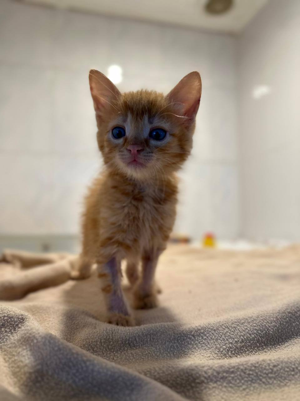 Put them to sleep, the pikabusniks shout. Kiselek that was stepped on - Help, In good hands, Charity, cat, Shelter, Homeless animals, Overexposure, Volunteering, Cat lovers, Family, The rescue, Care, Kittens, Tricolor cat, Fluffy, Telegram (link), Longpost