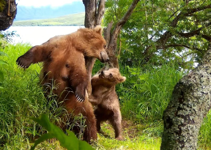 A bear's life - Brown bears, Teddy bears, Wild animals, wildlife, The Bears, Kronotsky Reserve, Kamchatka, Liana of Baraba, Nutrition, The photo, Telegram (link), Longpost