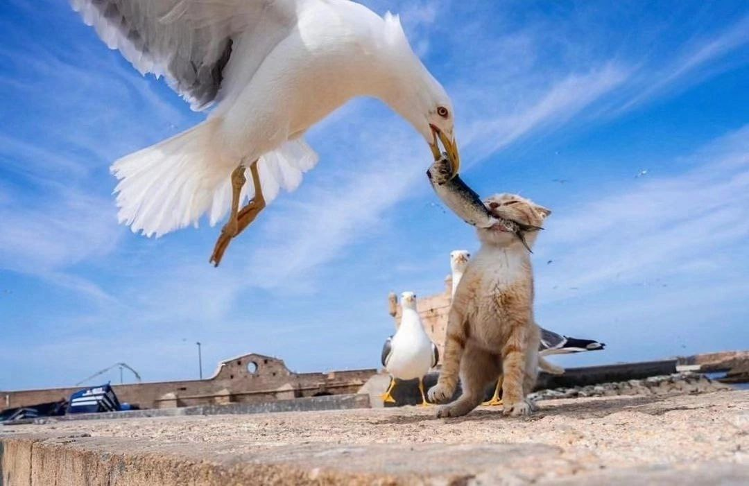 CHAIKA vs CAT - beauty, The photo, Animals, Pets, Birds, In the animal world, Seagulls, cat