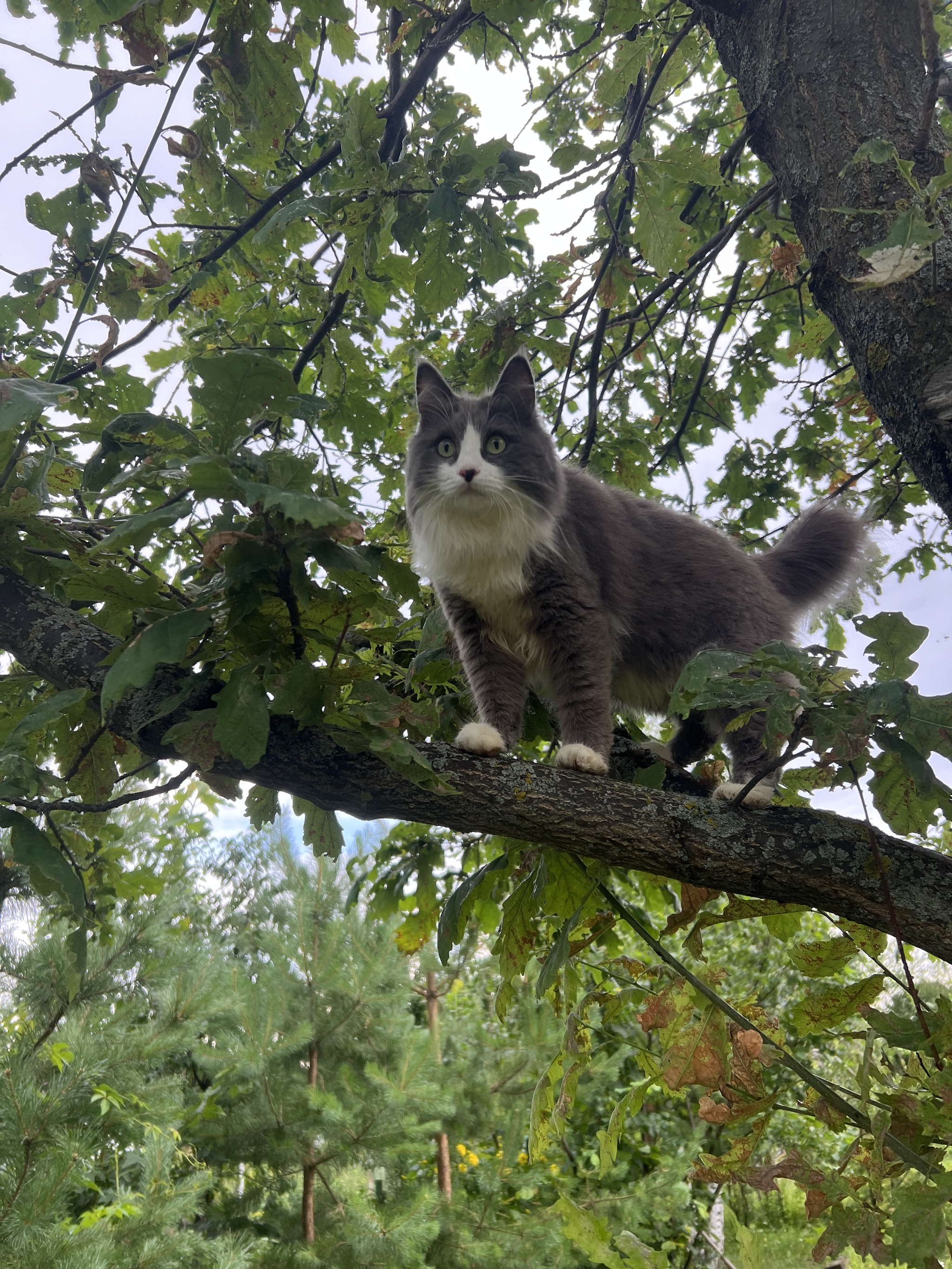 My cat's facial expressions - My, cat, Pets, Milota, Cat family, Longpost, The photo, A selection