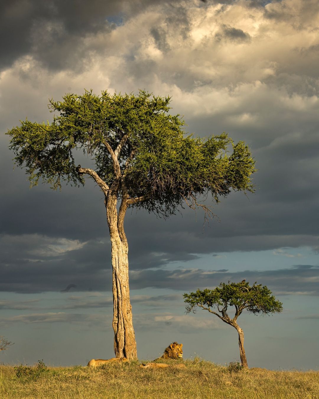 Africa has its own green oaks and learned cats - a lion, Big cats, Cat family, Predatory animals, Wild animals, Tree, Plants, wildlife, Reserves and sanctuaries, Masai Mara, Africa, The photo