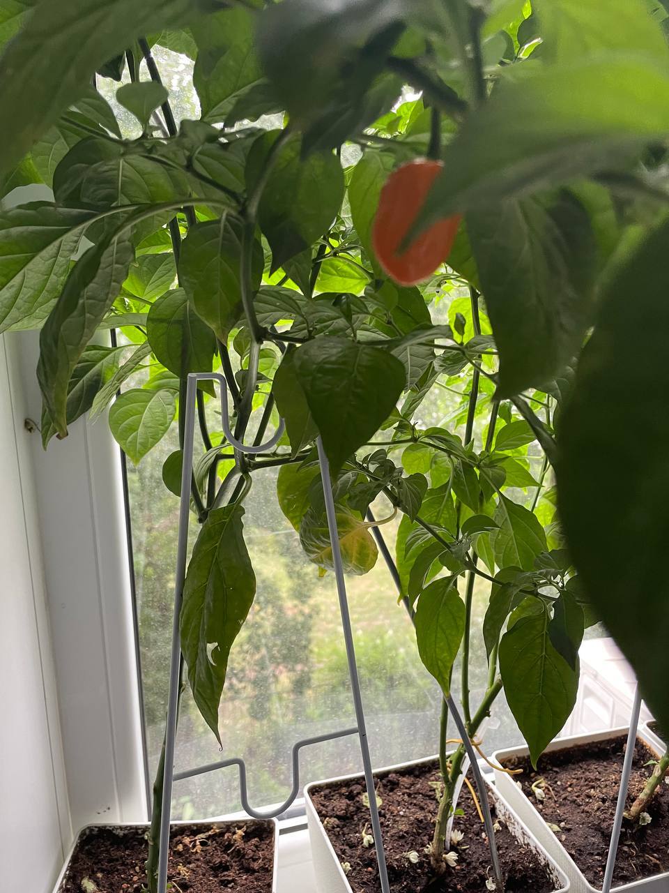 Fellow pepper growers, please consult - Pepper, Hot peppers, Longpost, Need advice