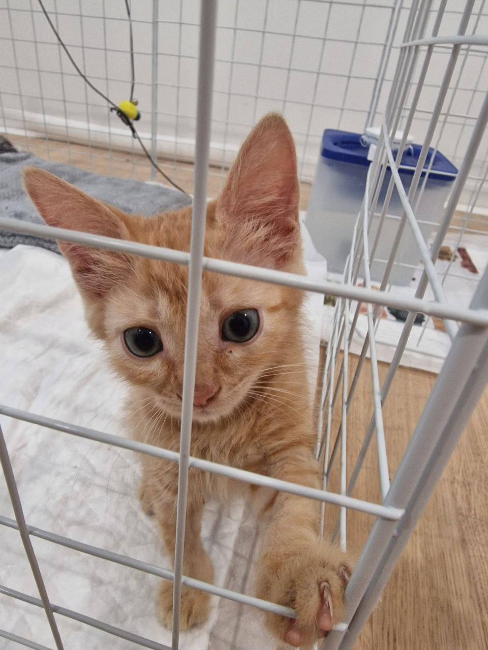 A kitten that was stepped on. Moscow - Homeless animals, Veterinary, In good hands, Kittens, Shelter, Lost, Cat lovers, Volunteering, Overexposure, cat, Charity, Kindness, Animal Rescue, Fluffy, Tricolor cat, Pet the cat, The rescue, Care, Moscow region, Video, Vertical video, Telegram (link), Longpost