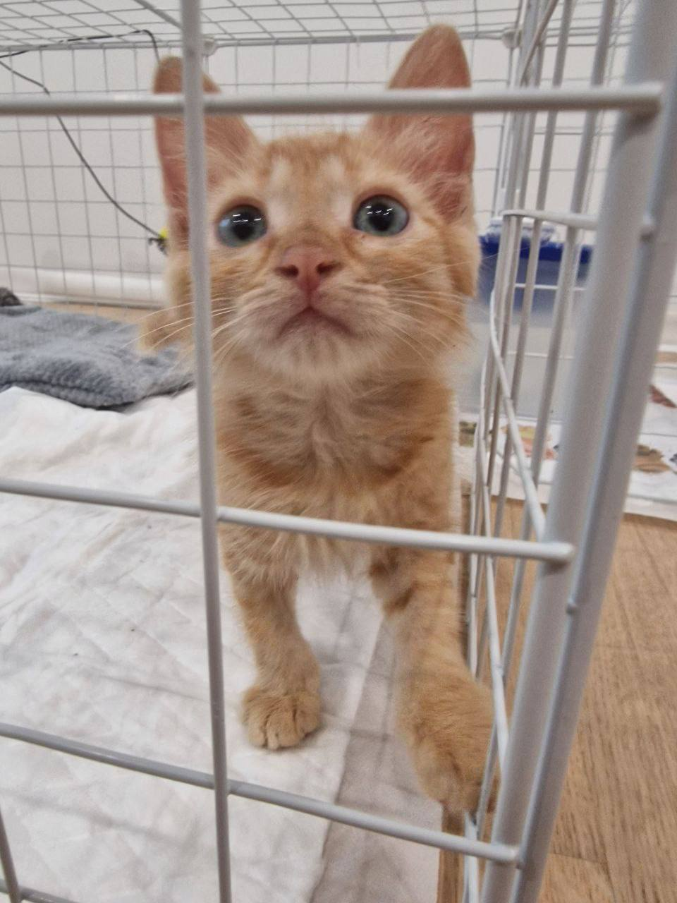 A kitten that was stepped on. Moscow - Homeless animals, Veterinary, In good hands, Kittens, Shelter, Lost, Cat lovers, Volunteering, Overexposure, cat, Charity, Kindness, Animal Rescue, Fluffy, Tricolor cat, Pet the cat, The rescue, Care, Moscow region, Video, Vertical video, Telegram (link), Longpost