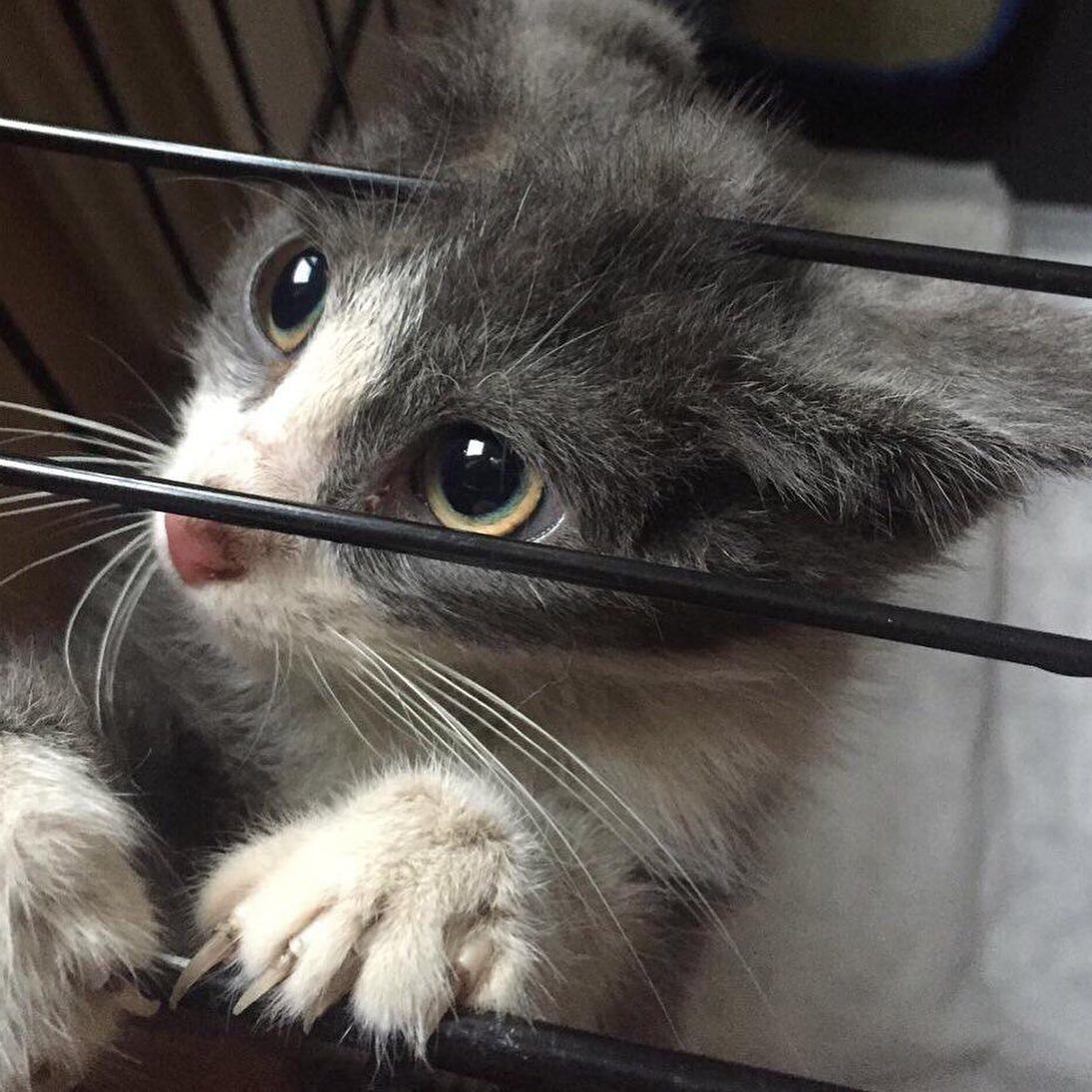 A kitten that survived against all odds is looking for a good owner! - In good hands, Kittens, Fluffy, The rescue, cat, Moscow, Cat lovers, Homeless animals, Pet the cat, A wave of posts, Shelter, Veterinary, Service 112, Video, Longpost